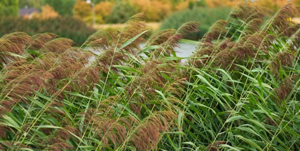 water reed in the wind
